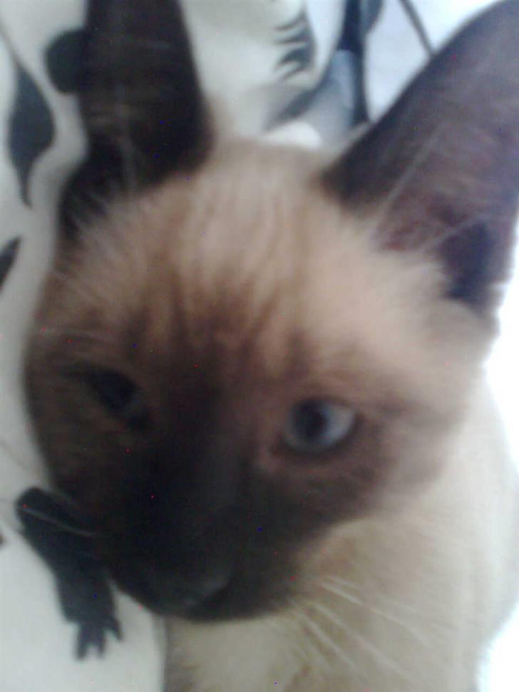 Blanding af racer Janus billede 4