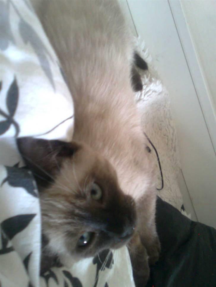 Blanding af racer Janus billede 5