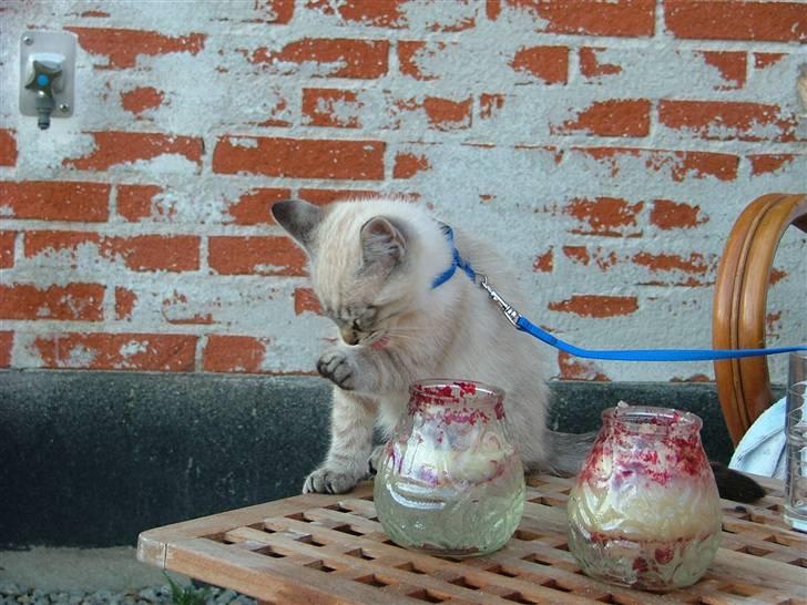 Blanding af racer Bailey DØD :'( billede 17