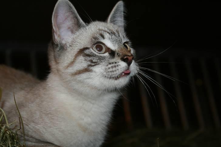 Blanding af racer Bailey DØD :'( billede 18