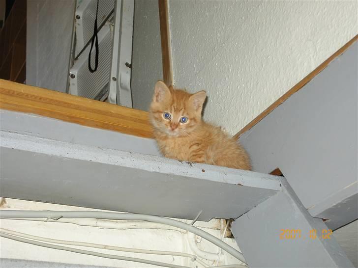 Huskat Garfield - Der er altså laaaaaangt ned herfra billede 1