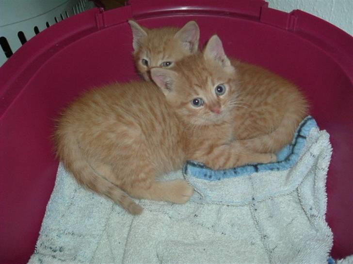 Huskat Garfield - Min bror Shade i baggrunden og mig billede 2