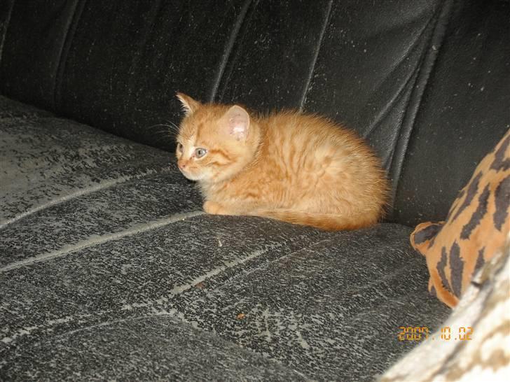 Huskat Garfield - Dejligt nu er sofaen min billede 3