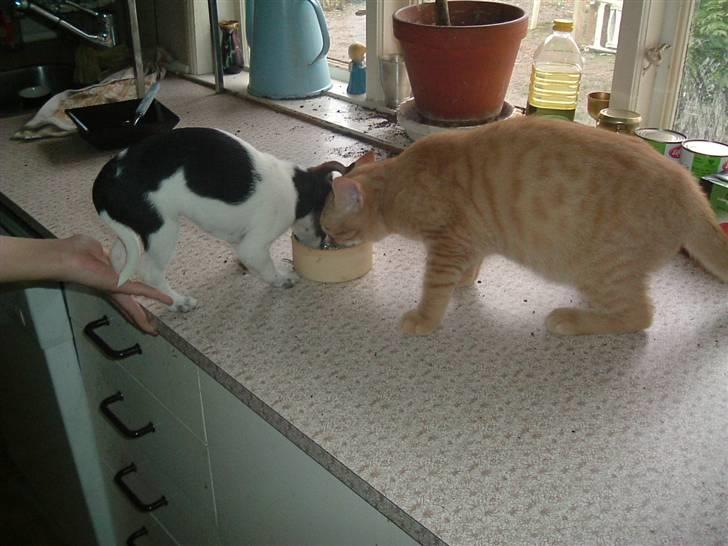 Huskat Garfield - Lucky og Jeg deler mad billede 4