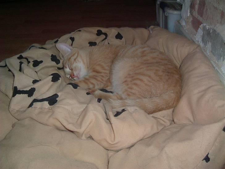 Huskat Garfield - Hvem siger at det kun er hundene der må ligge i hundesengen billede 5