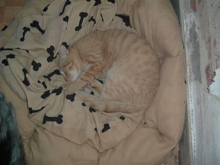 Huskat Garfield - Den er bare så dejlig blød billede 6