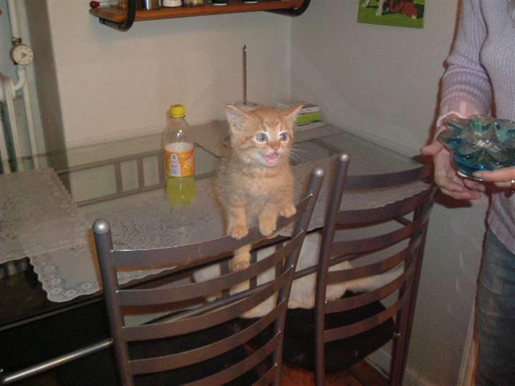 Huskat Garfield - Jeg vil der over nuuuuuuu billede 7