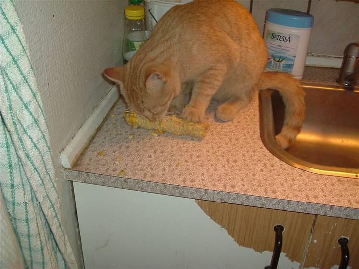 Huskat Garfield - Mmmmmm grrr majs er bare det bedste billede 8