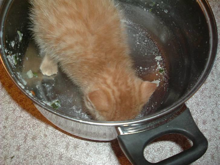 Huskat Garfield - Den gryde her er altså ikke helt ren billede 9