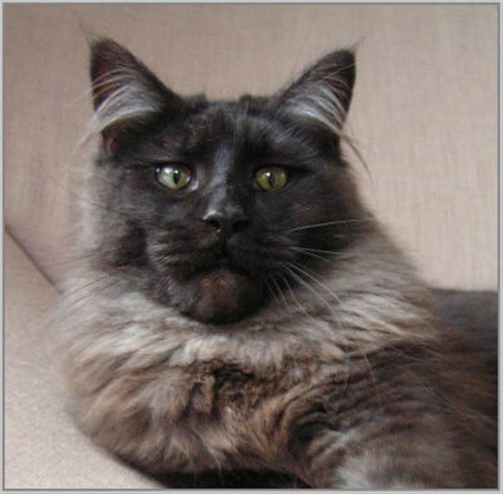 Maine Coon Holy Smoke - så er jeg blevet 10 mdr. og en stor basse billede 18