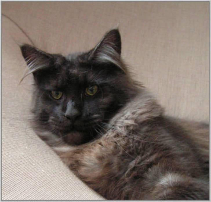 Maine Coon Holy Smoke - 10 mdr. og stadig lækker - jeg vejer nu 7,5 kg. billede 19