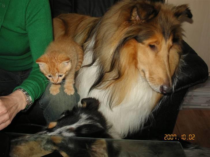 Huskat Garfield - Min mormor spiser noget lækkert billede 10