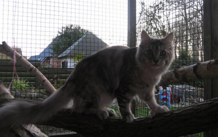 Maine Coon Aquileia P billede 16