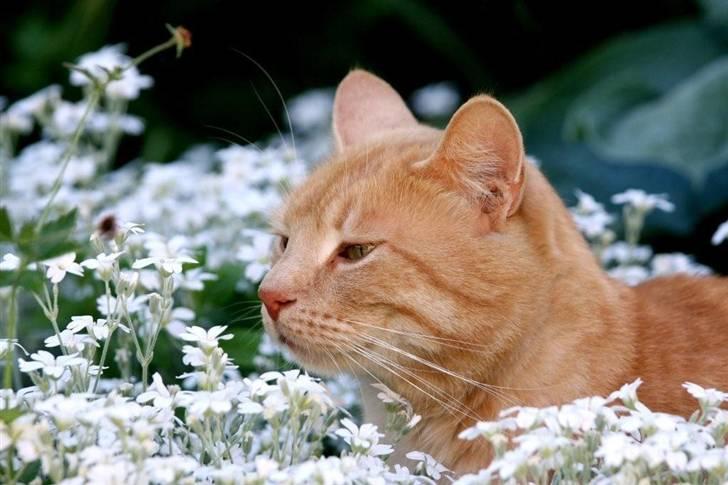 Huskat Oskar billede 1