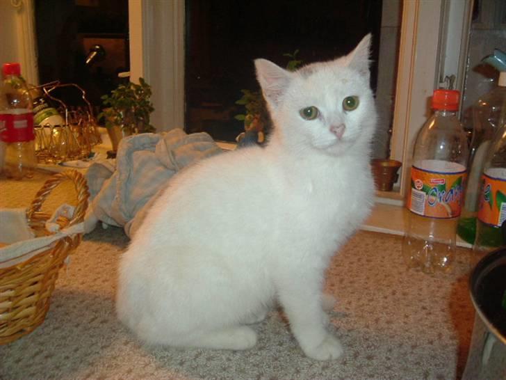 Huskat R.I.P Frida - Her jeg så billede 1