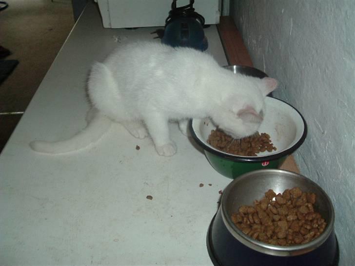 Huskat R.I.P Frida - Mmmm Luckys gamle hundemad med A38 er bare lækkert billede 2