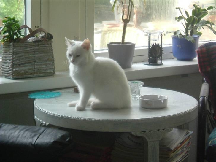 Huskat R.I.P Frida - Nyder lige den milde forårs sol billede 3