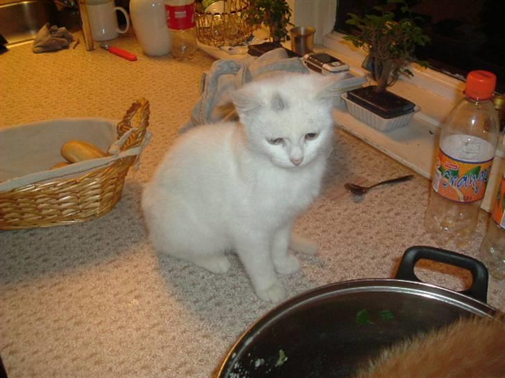 Huskat R.I.P Frida billede 4