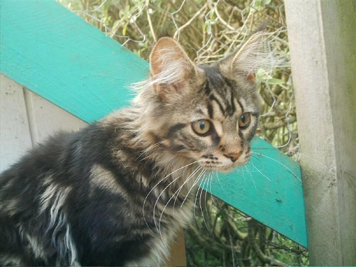 Maine Coon Wicca Shaicoona Prada billede 8