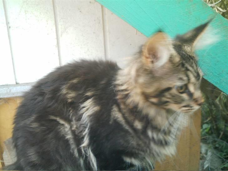Maine Coon Wicca Shaicoona Prada billede 9