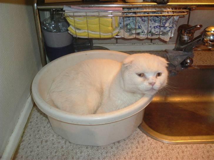 Scottish Fold R.I.P TT - Denne balje er lige min størrelse billede 1