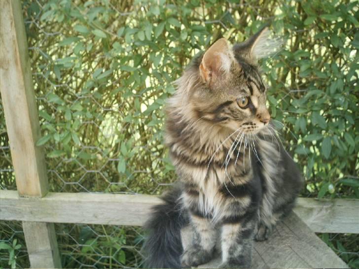 Maine Coon Wicca Shaicoona Prada billede 10