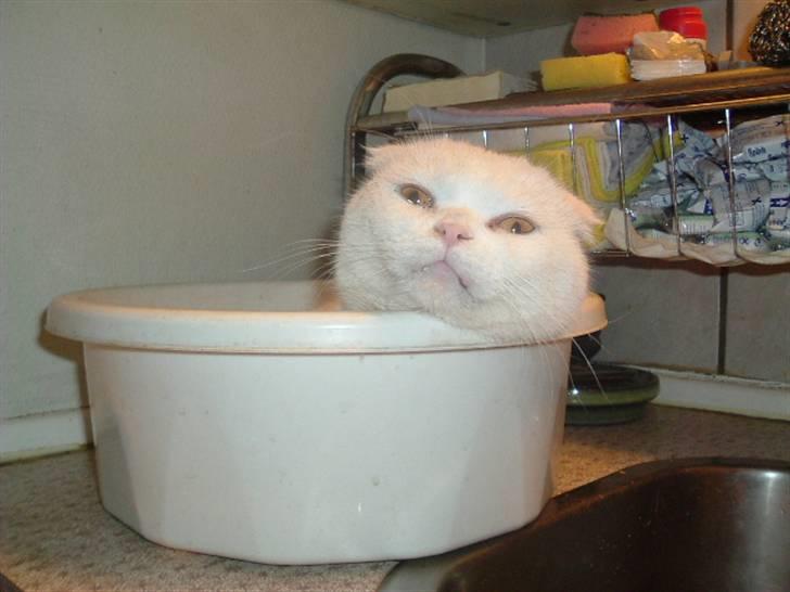 Scottish Fold R.I.P TT - Se mit smukke hoved billede 2