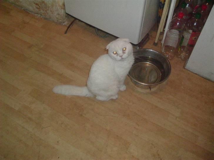 Scottish Fold R.I.P TT - TT et par uger før hans død :-( billede 3