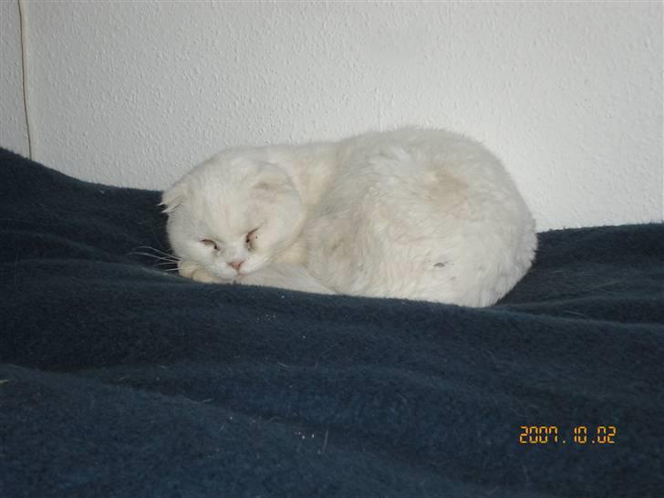 Scottish Fold R.I.P TT - Dejlig blød seng billede 4