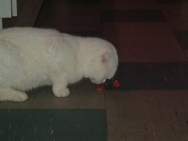 Scottish Fold R.I.P TT - Grøntsager mm hvor skønt billede 5