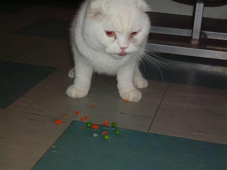 Scottish Fold R.I.P TT - Grøntsager sikke en genial opfindelse billede 6