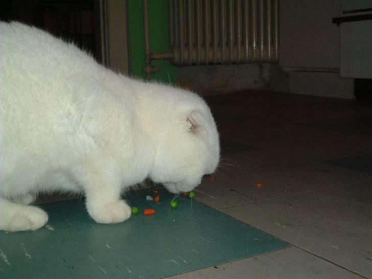 Scottish Fold R.I.P TT - Mine grøntsager billede 7