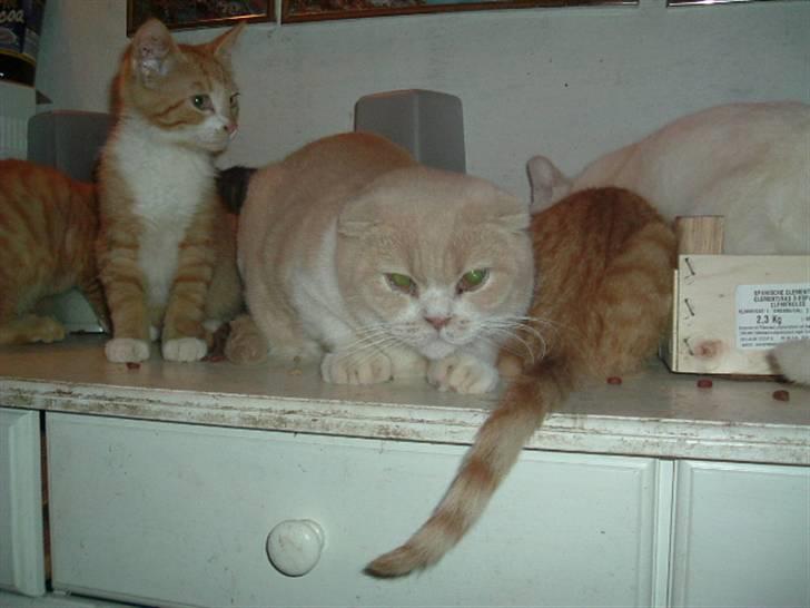 Scottish Fold Dumle - Ja det er så mig der styrer firmaet her billede 2