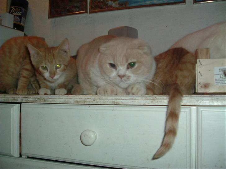 Scottish Fold Dumle - Jeg bestemmer og jeg alene kan afgører hvem der må spise billede 3