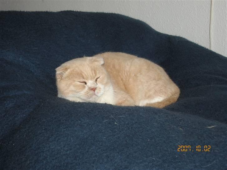 Scottish Fold Dumle - En dejlig blød seng til lederen billede 4