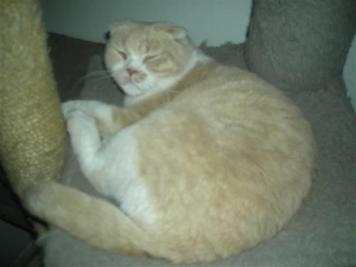 Scottish Fold Dumle - Jeg sover, gå væk!!!! billede 5