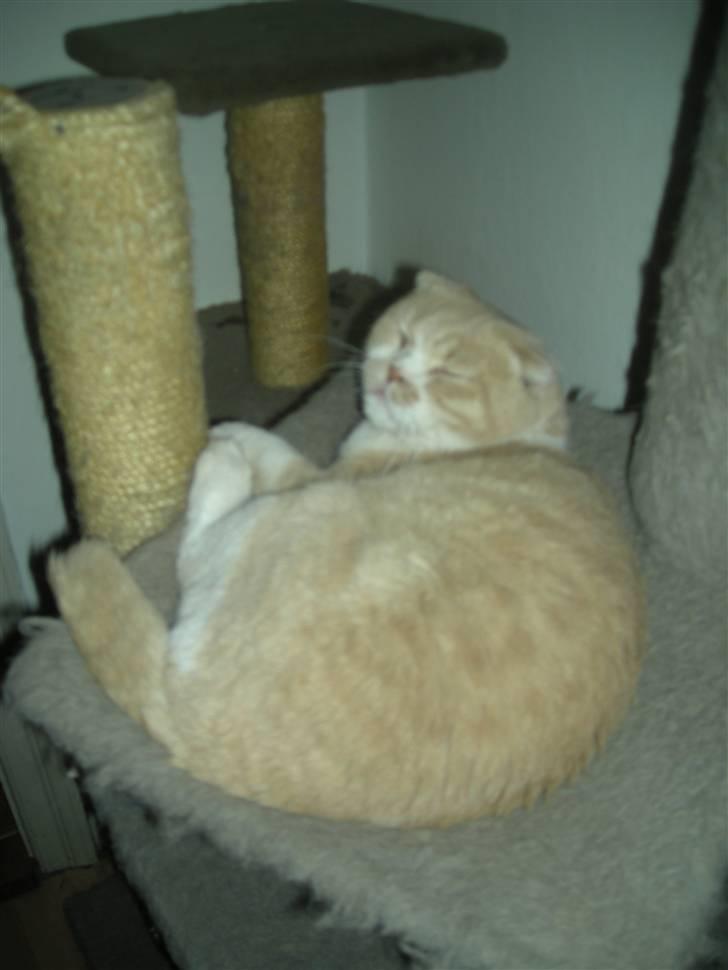 Scottish Fold Dumle - Lad mig så sove billede 6