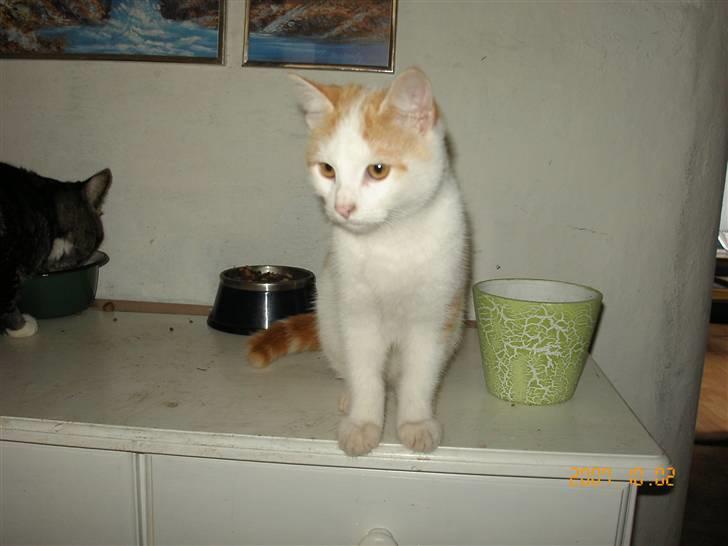 Huskat Laban - Dejlige mig billede 1