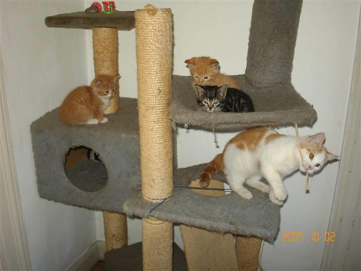 Huskat Laban - Jeg leger lige imens de andre ser på billede 2