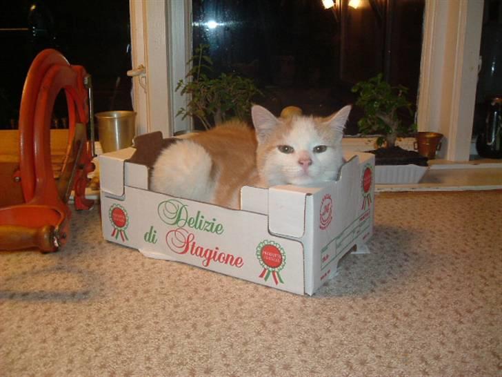 Huskat Laban - Jeg er så den nye clementin billede 3