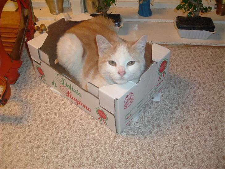 Huskat Laban - Katteclementinen billede 4