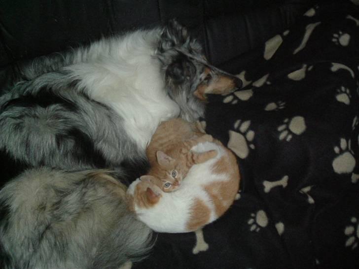 Huskat Laban - Zandra, Garfield og Laban hygger sig billede 5