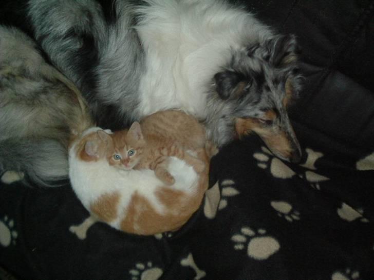 Huskat Laban - Zandra, Garfield og Laban hygger sig billede 6