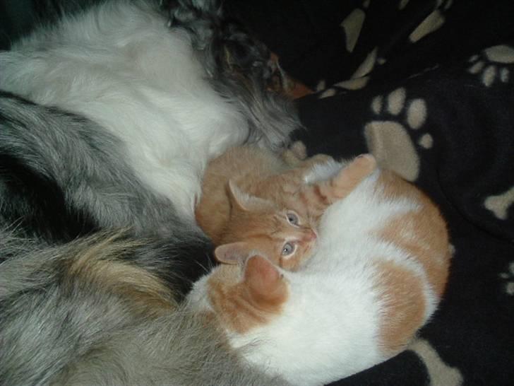 Huskat Laban - Zandra, Garfield og Laban hygger sig billede 7