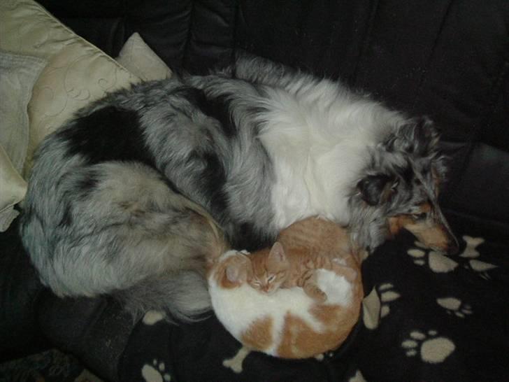 Huskat Laban - Zandra, Garfield og Laban hygger sig billede 8