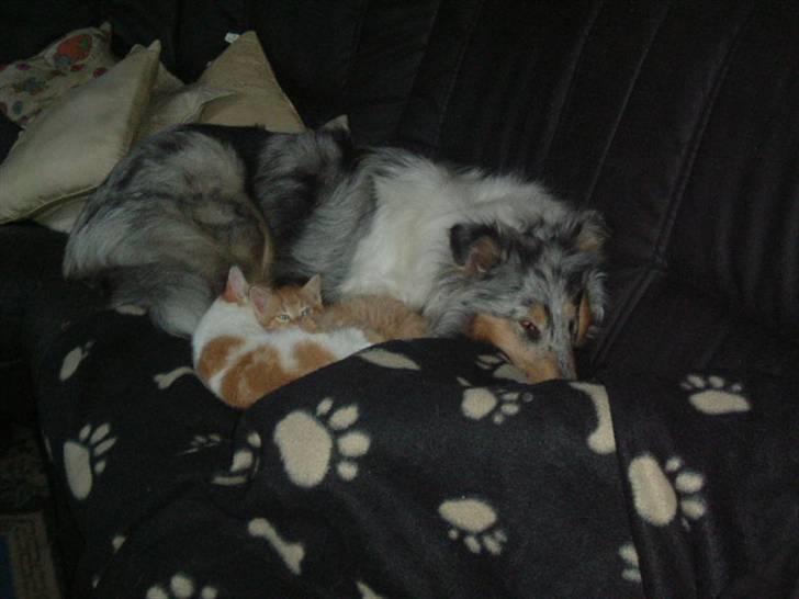 Huskat Laban - Zandra, Garfield og Laban hygger sig billede 9