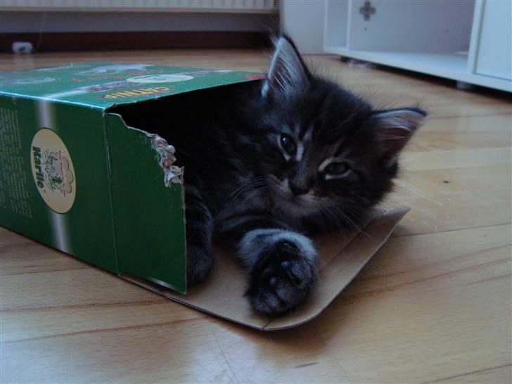 Norsk Skovkat Dimani's little princess billede 7