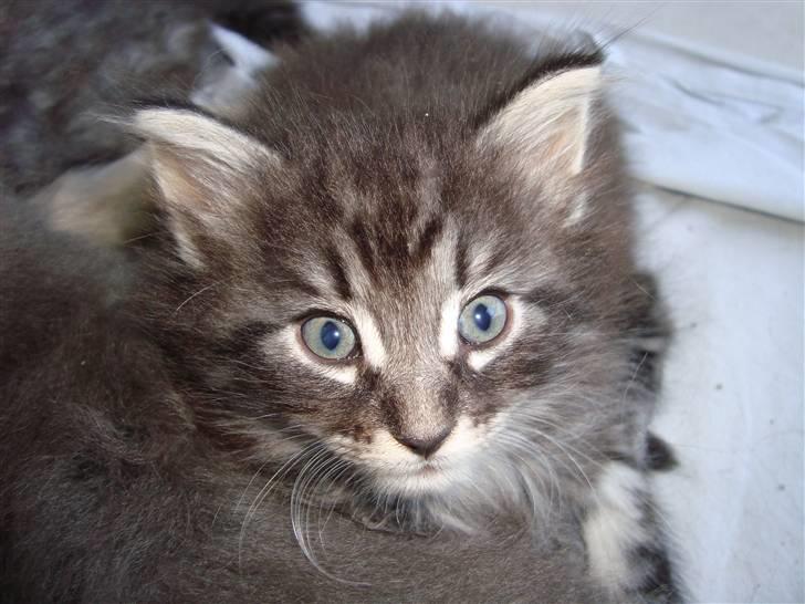 Norsk Skovkat Dimani's little princess billede 8