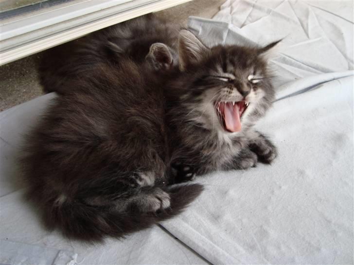 Norsk Skovkat Dimani's little princess billede 9