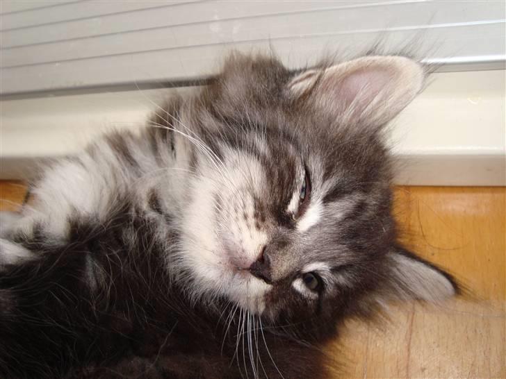 Norsk Skovkat Dimani's little princess billede 10